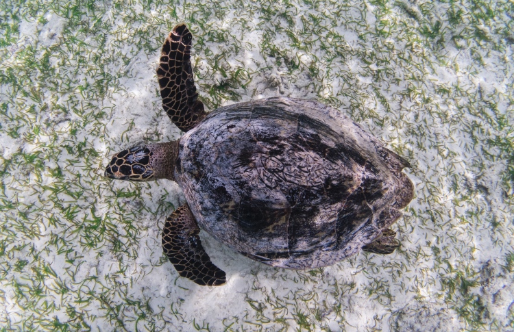 a hawksbill sea turtle is seen on a seagrass bed.